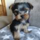 purebred yorkshire terriers