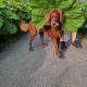 Pure Breed Red Setter Poppies