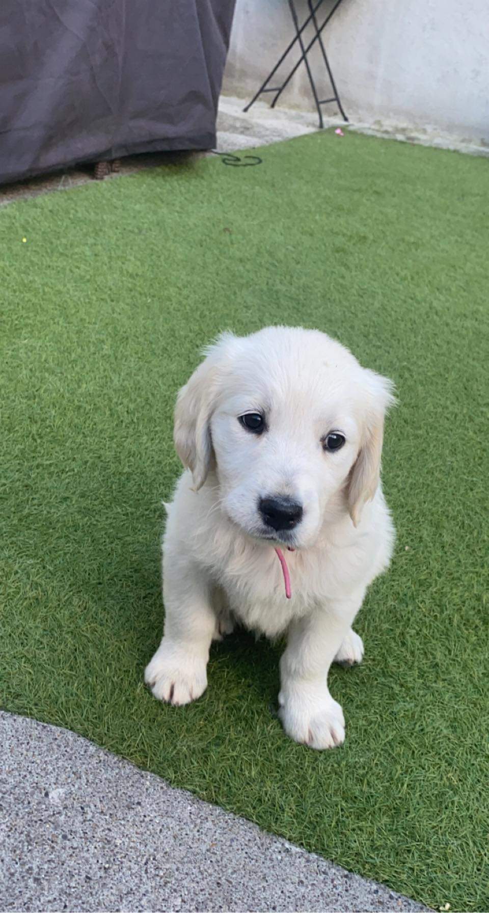 Golden retrievers Kilkenny Ireland Dogs For Sale Ireland