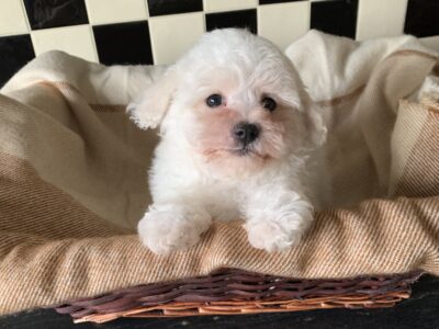Maltichon Puppies for Sale in Gort – Gentle Pups