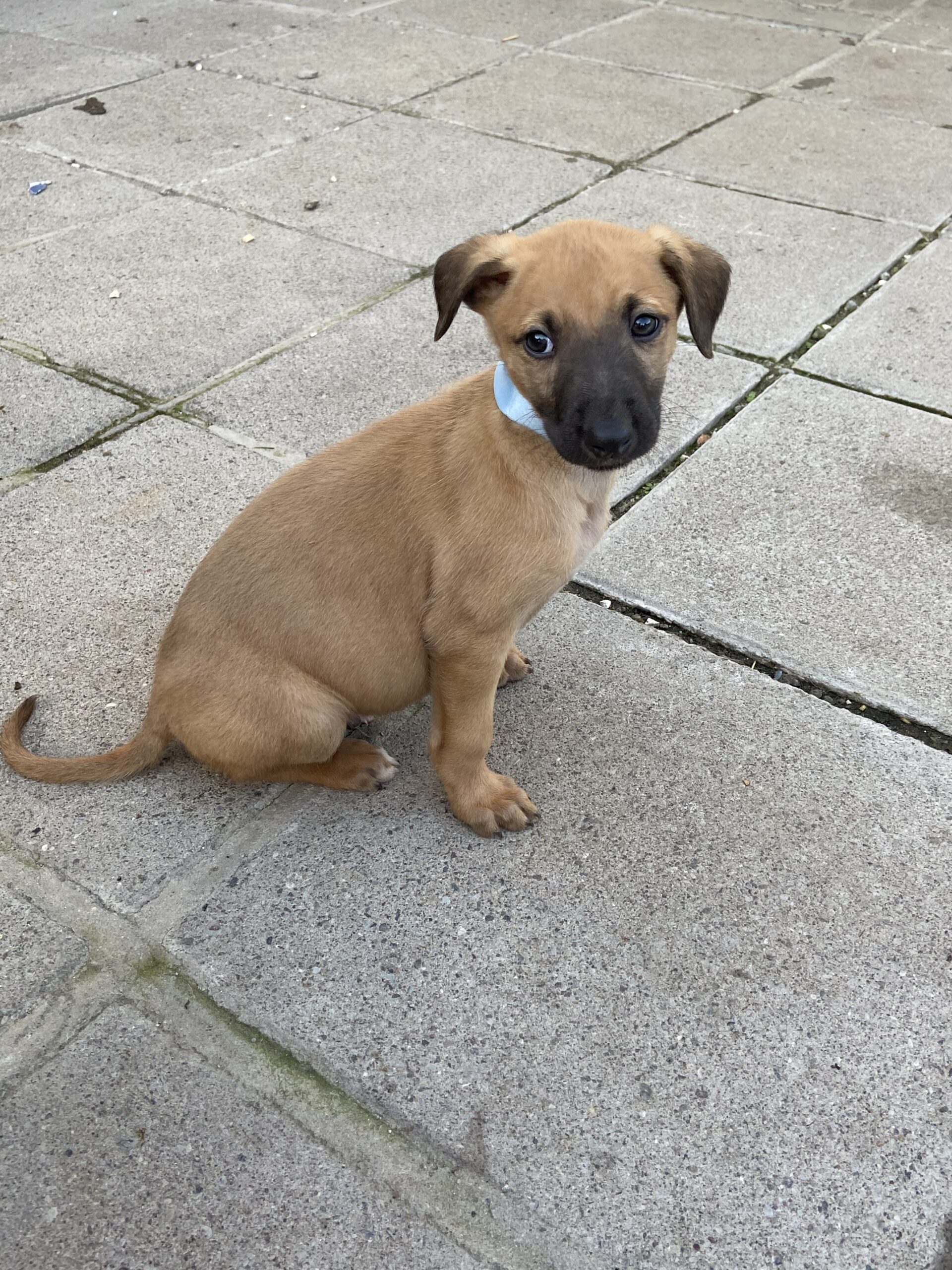 Lurcher Pups for sale Dublin Dogs For Sale Ireland