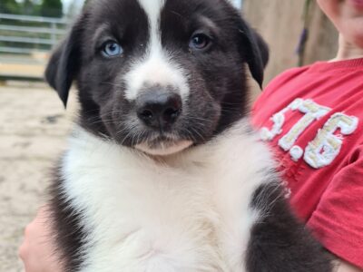 Siberian Husky Cross Pups in Scotstown