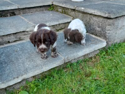 Springer Spaniel Puppies for Sale in Clonroche