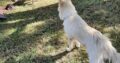Male Labrador Ballygar – Meet Greengrass