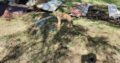 Male Labrador Ballygar – Meet Greengrass