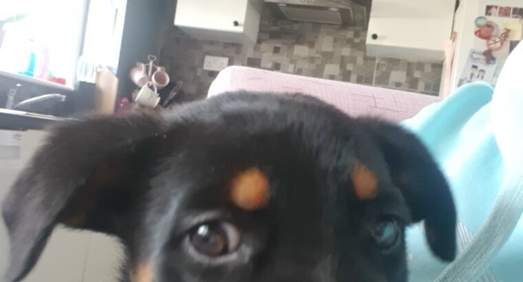 Rottweiler pup for sale Waterford