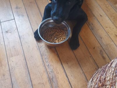 Labrador Puppies for Sale in Co Kerry