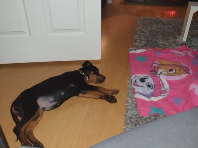 Rottweiler Pup for Sale in Waterford – Crate Included