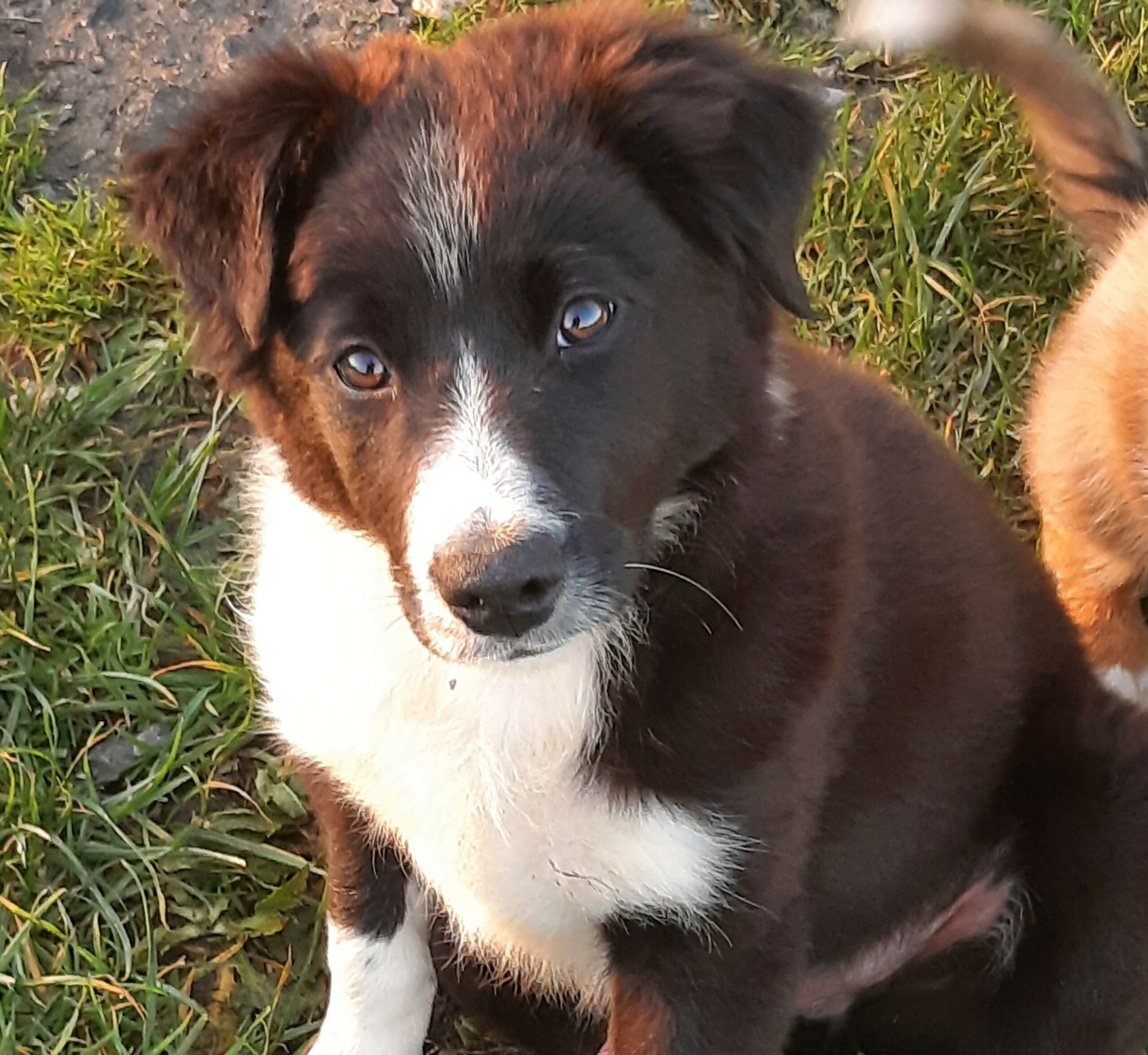 Working collie Dogs For Sale Ireland
