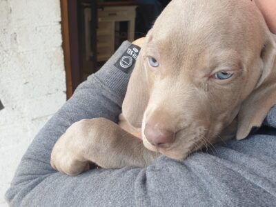 Weimaraner Puppies for Sale in Arklow