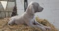 Weimaranger Puppies IKC reg