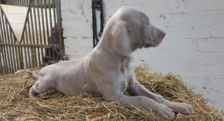 Weimaranger Puppies IKC reg