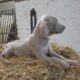 Weimaranger Puppies IKC reg