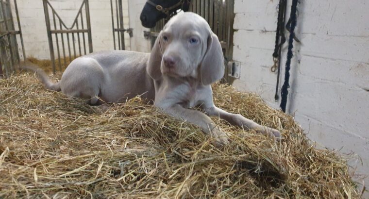 Weimaranger Puppies IKC reg