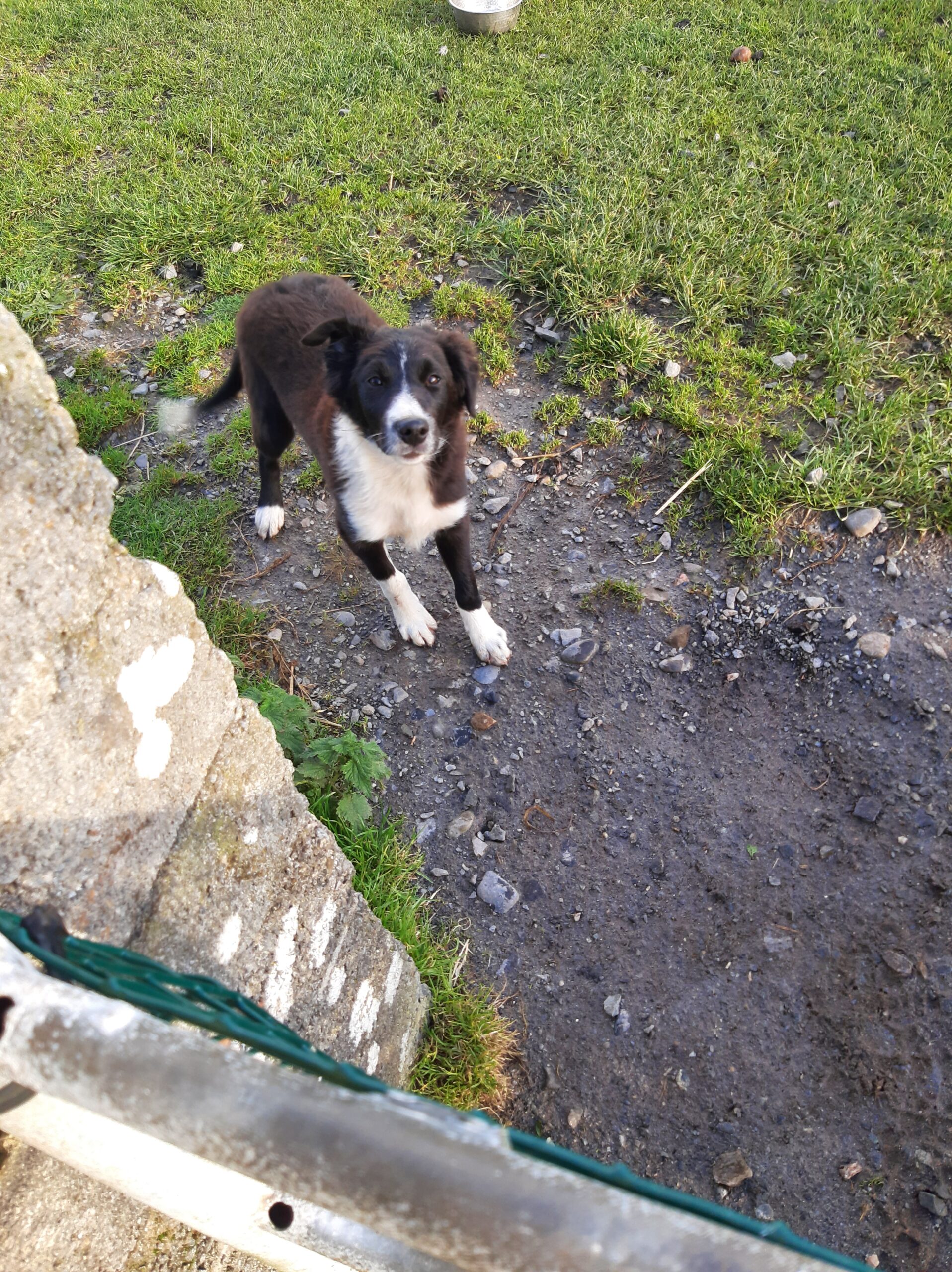 Working collie Dogs For Sale Ireland