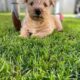 Scottish Terrier Puppies Mitchelstown