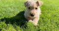 Scottish Terrier Puppies Mitchelstown
