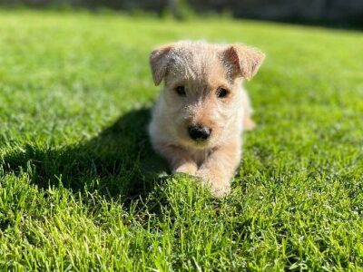 Scottish Terrier Puppies in Mitchelstown