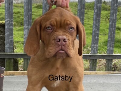 Dogue de Bordeaux Puppies in Tubbercurry