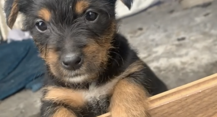 Miniature Yorkshire terrier Cross pups for sale