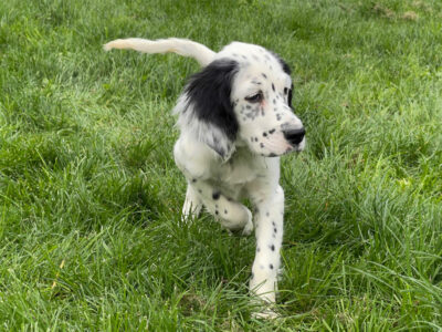 English Setters for Sale in Lakeland