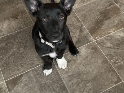 Playful Terrier Cross Puppies in Galway