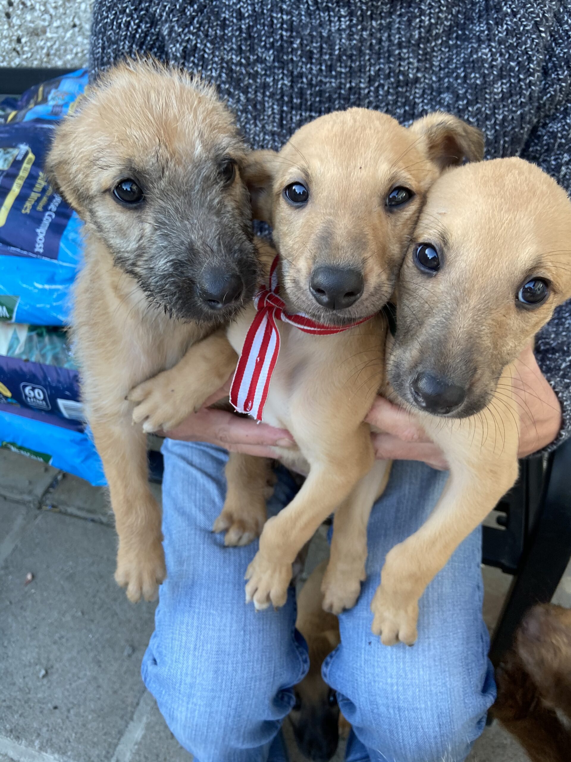 Lurcher Pups for sale Dublin Dogs For Sale Ireland