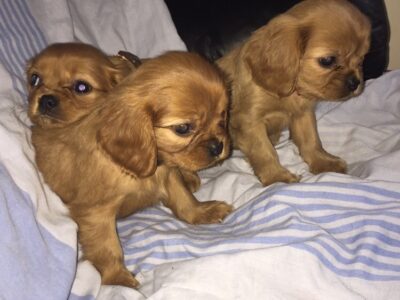 Cavalier King Charles Puppies for Sale Limerick