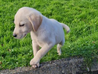 Golden Labrador Puppies in Donegal