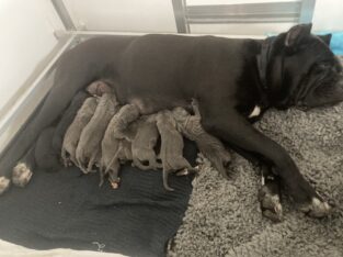 Outstanding Cane Corso Puppies