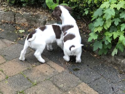 Springer Spaniel Puppies in Newmarket on Fergus