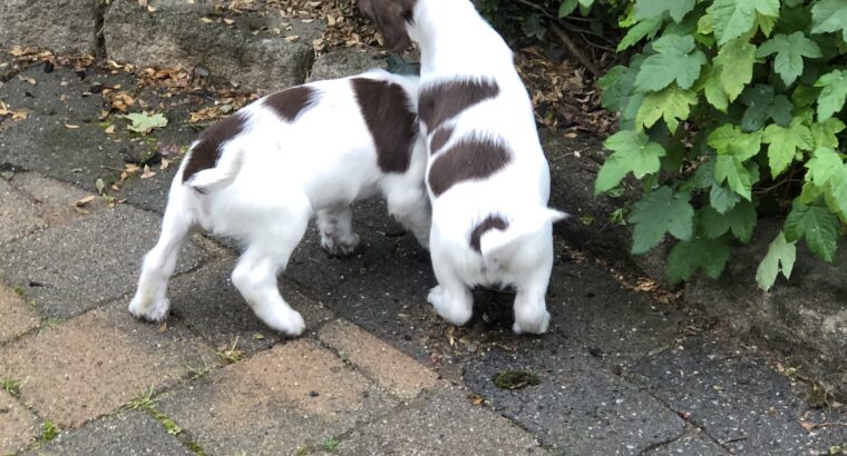 Springer spaniel liver and white pups