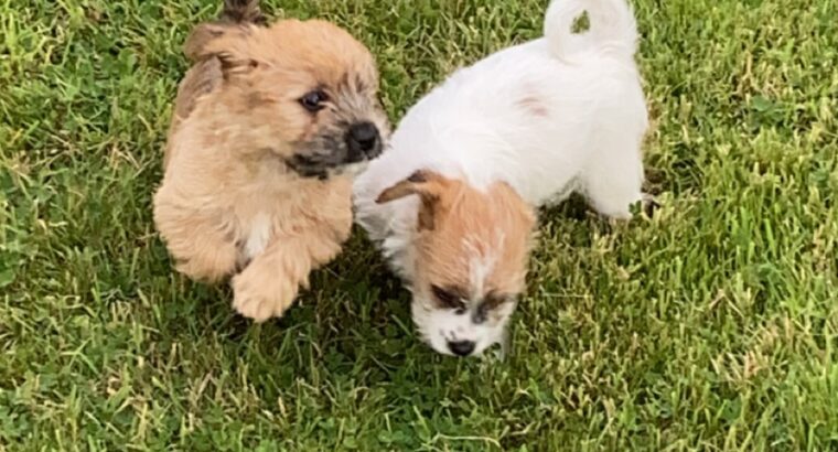 Bichon Frisé x Jack Russell - Dogs For Sale Ireland