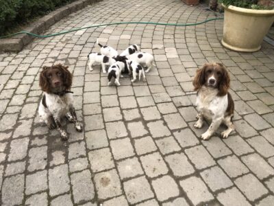 Springer Spaniel Puppies in Newmarket on Fergus