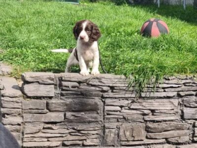 Springer Spaniel Pups for Sale in Carlow