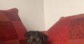 Miniature Yorkshire terrier Cross pups for sale