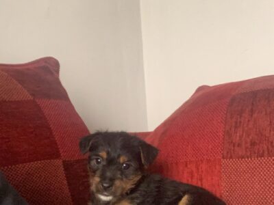 Yorkshire Terrier Cross Pups for Sale in Rathdowney