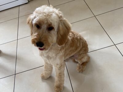 Active Cockapoo for Rehoming in Trim