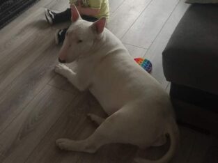 English bull terrier male for stud