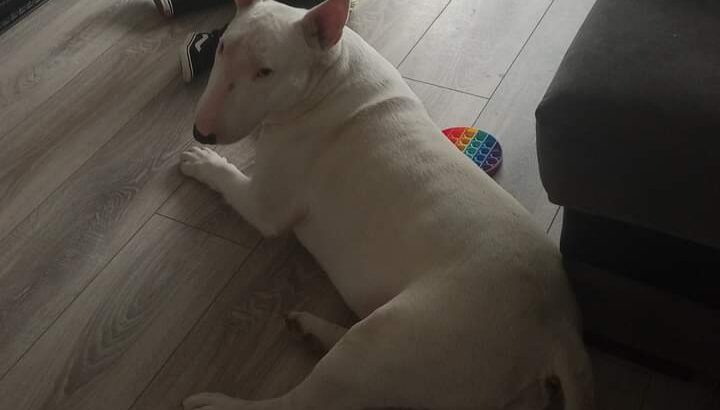 English bull terrier male for stud