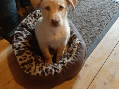 Labrador Puppy in Ballygar – Meet Greengrass