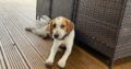 Male Beagle Pup – 1 year old beagle