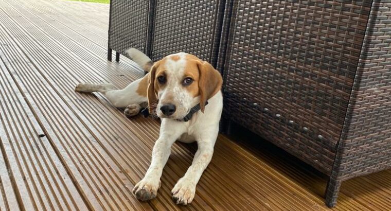 Male Beagle Pup – 1 year old beagle