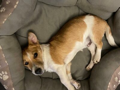 Jack Russell Pup for Sale in Tulla – IKC Registered