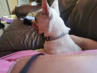 Chihuahua for rehome in Crettyard