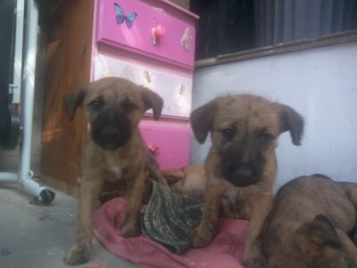 Irish Terrier X Whippet Puppies in Meath