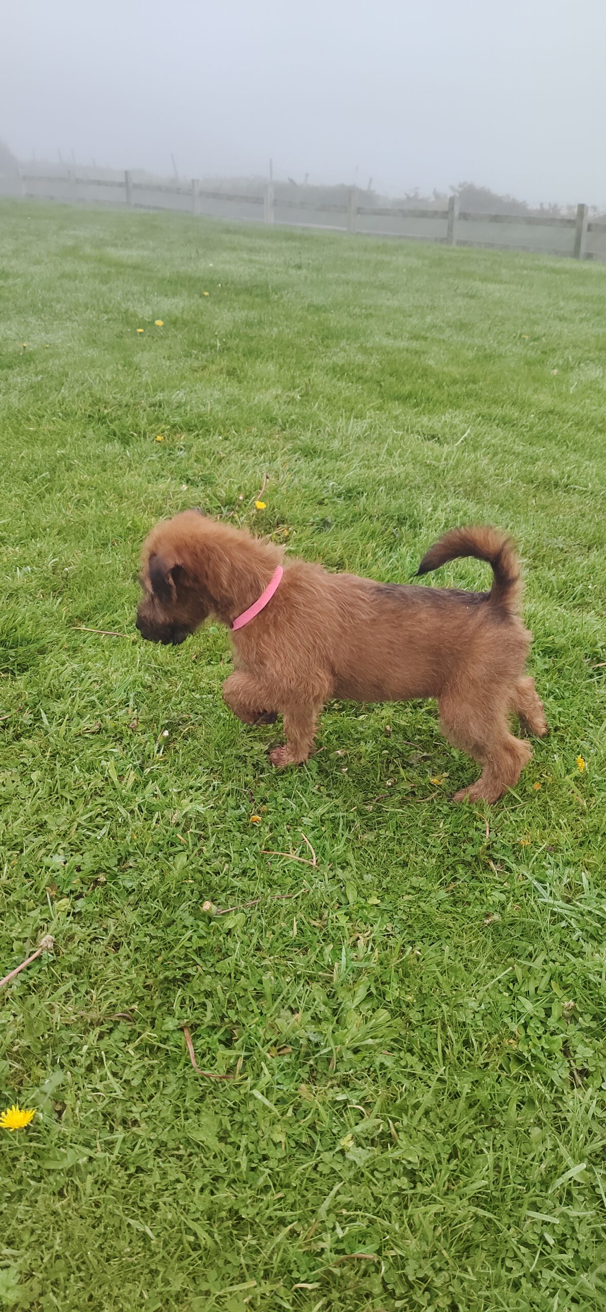 Irish Terrier for sale Dingle Dogs For Sale Ireland