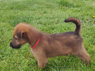 Irish Terrier for sale Dingle