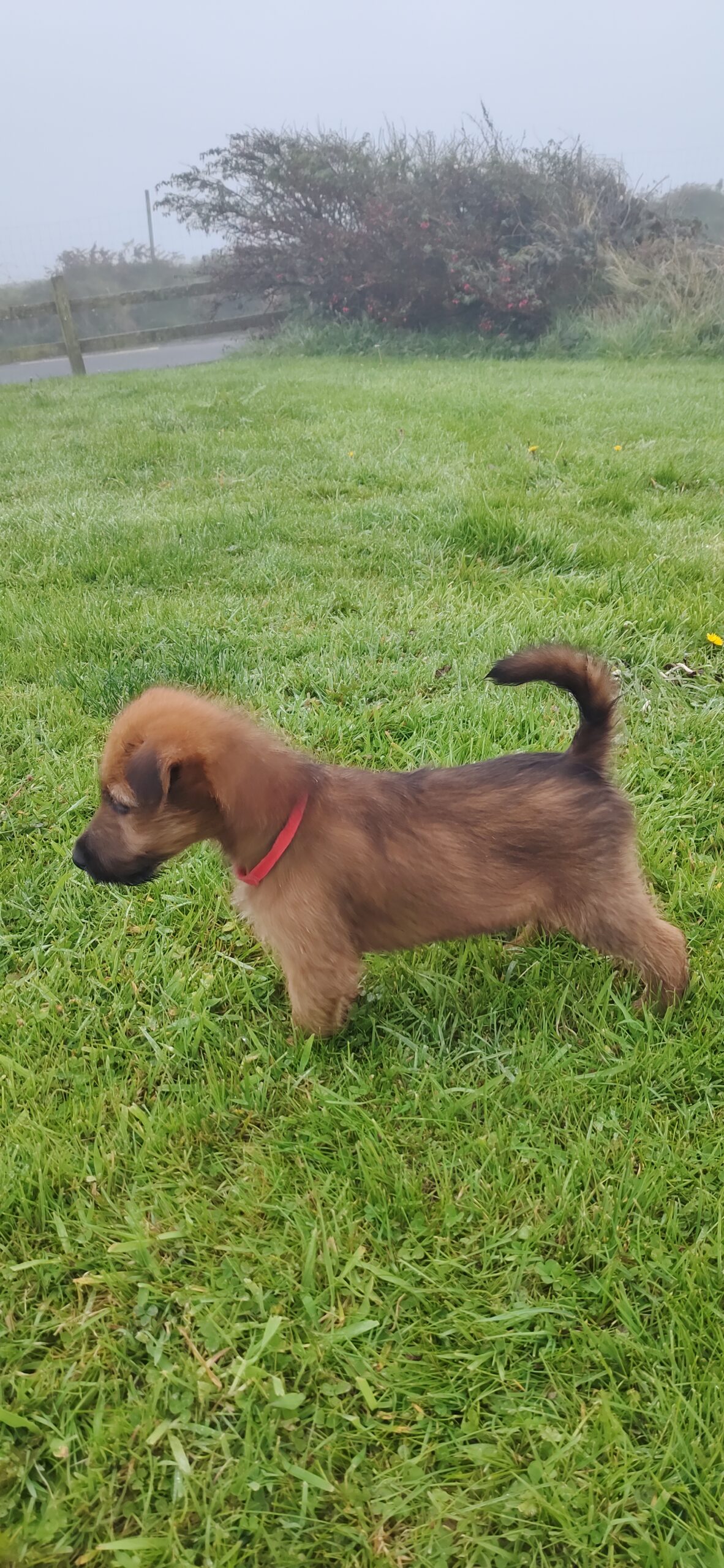 Irish Terrier for sale Dingle Dogs For Sale Ireland