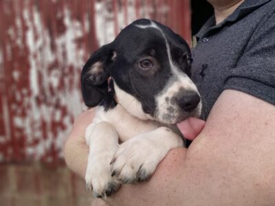 German Pointer Puppies in Wexford – Active Companions